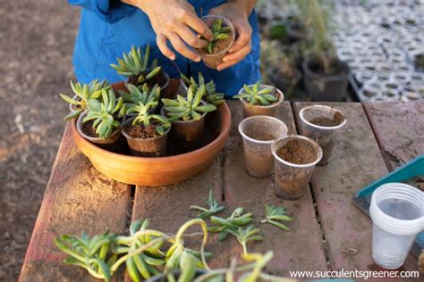 How to Repot Succulents: 3 Best Repotting Tips You Must Know