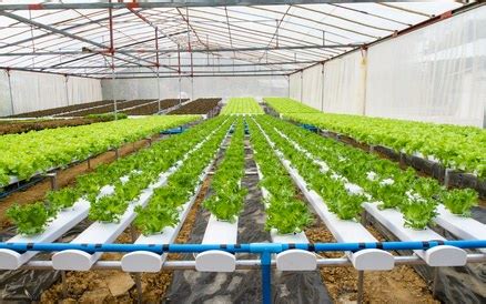 Hydroponics Farming Technology - Advantages and Benefits - Cultivation ...