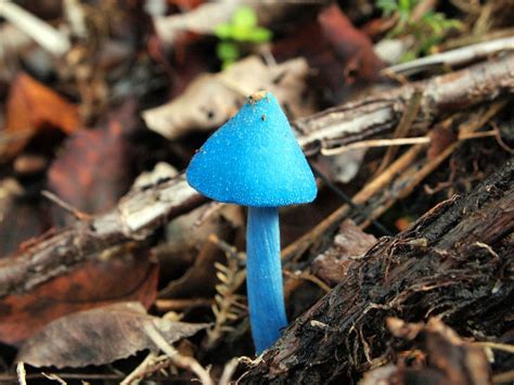 Blue Mushroom- Entoloma hochstetteri : r/mycology