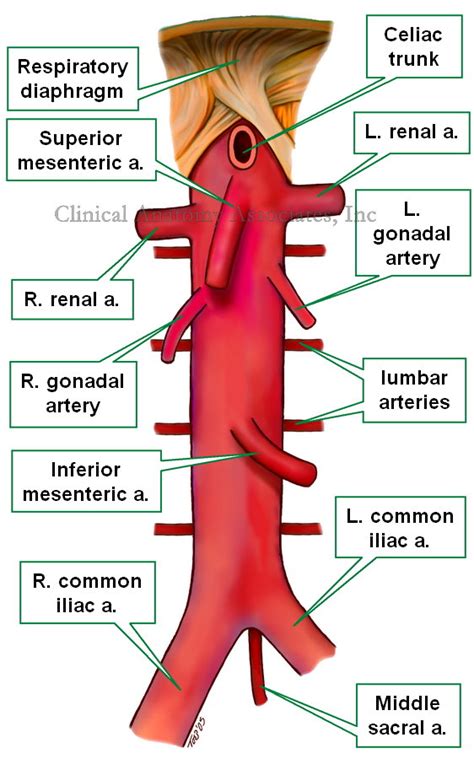 Aortic bifurcation