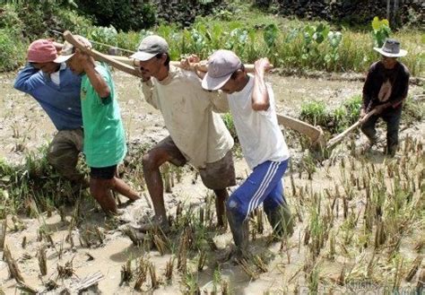 Alat Pertanian Tradisional Yang Masih Digunakan di Indonesia | Tips Petani