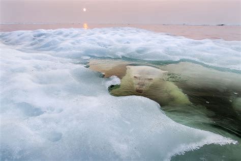 The stunning winners of this year's National Geographic Photo Contest | Salon.com