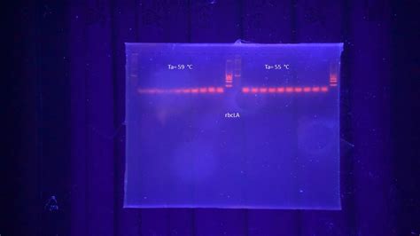 How do I detect primer dimers in an electrophoresis gel? and how to avoid them in a PCR reaction ...