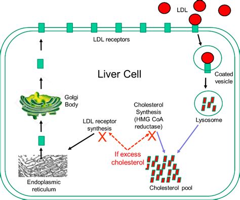 Dr Thomas Challenger » Vegetarians and LDL levels