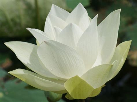 Lotus Flower Wallpapers - Wallpaper Cave