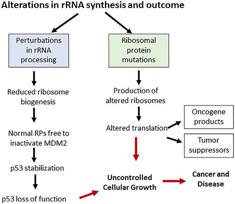 2 Alterations in ribosome biogenesis and development of cancer. | Download Scientific Diagram