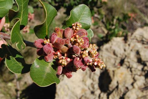 Lemonadeberry - Native Plants - CSU Channel Islands