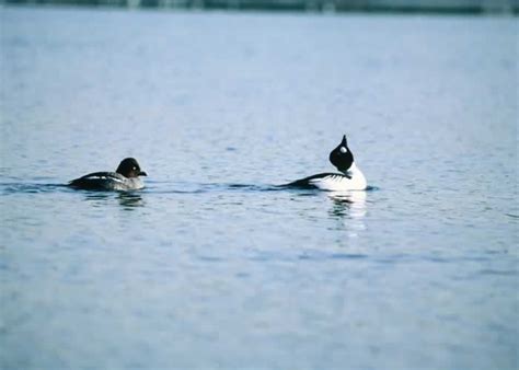 Common Goldeneye - Somateria mollissima | Wildlife Journal Junior