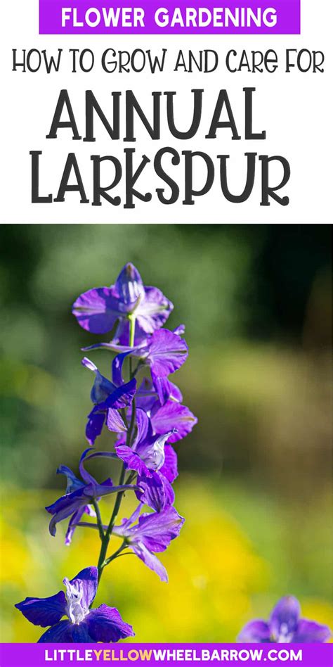 Larkspur Flowers: A Beginner's Guide to Growing Vibrant Larkspurs