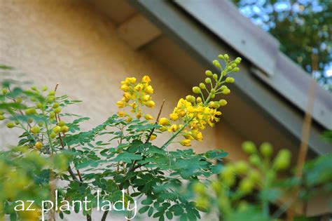 Can You Recognize These Badly Pruned Plants? - Ramblings from a Desert ...