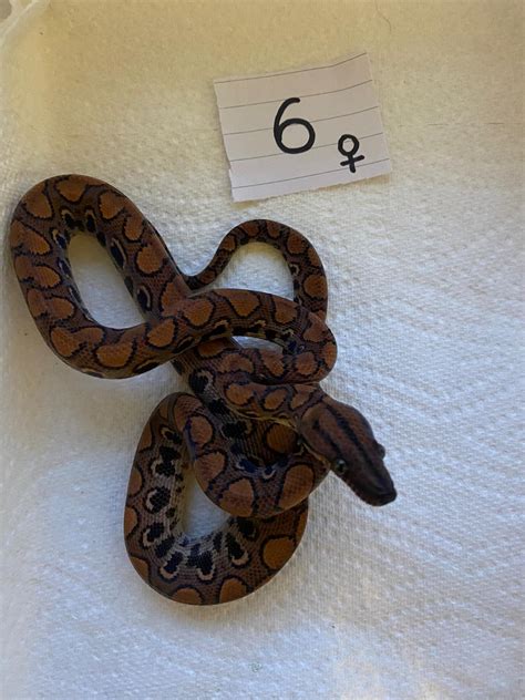 Anery (Seib) - Rainbow Boa Traits - Morphpedia