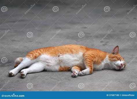 Sleeping Cat stock photo. Image of agile, paws, night - 37687180