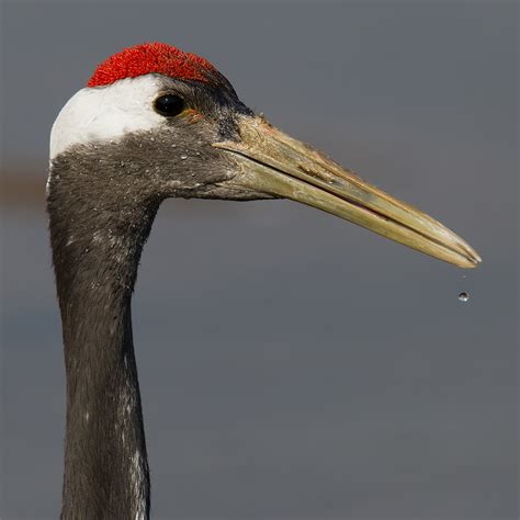 Red-crowned Crane - Shanghai Birding 上海观鸟