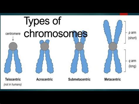 darbas komponentas patogu metacentric chromosome - wctleadership.org