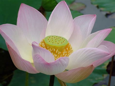 Free Images : nature, blossom, flower, petal, bloom, pond, pink, sacred lotus, aquatic plant ...