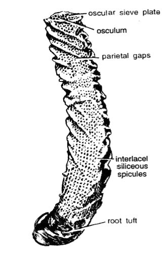 Notes on Euplectella