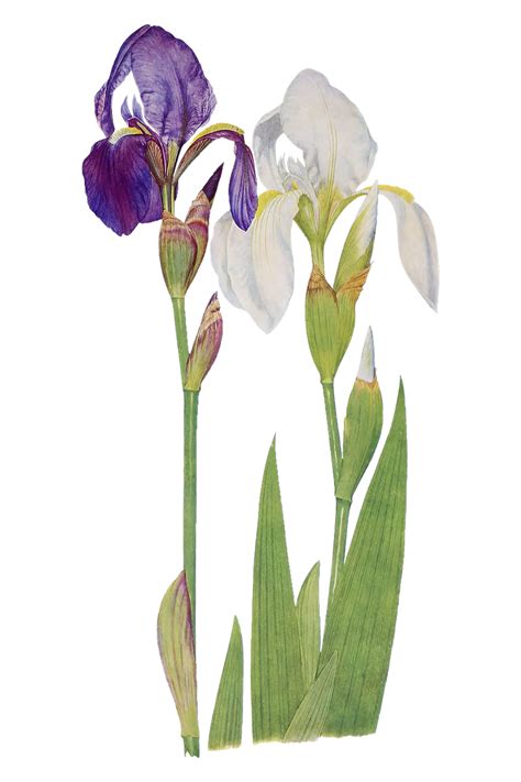 Vintage purple flower illustration | Royalty free stock transparent png - 2055731
