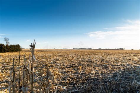 Corn Field Recently Harvested in Iowa Stock Image - Image of landscape ...