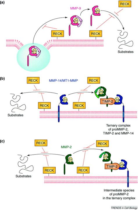 Matrix Metalloproteinase 14