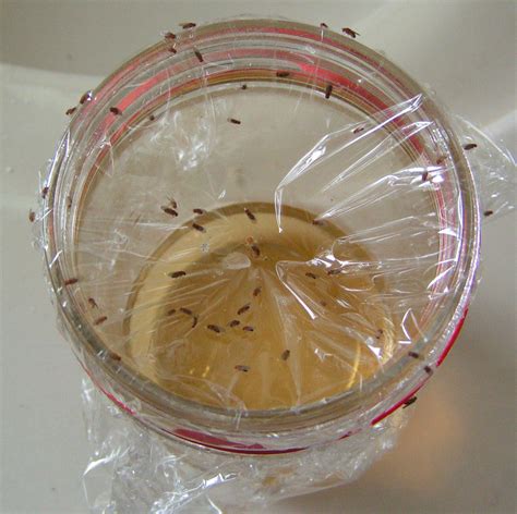 A Satisfying Life: Fruit Fly Trap