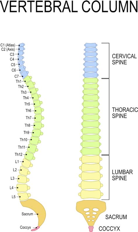 What’s a T7 vertebra and what happens when you injure it? 2 experts explain