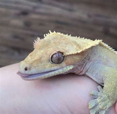 gecko | crested gecko | lizard | reptile in 2022 | Lizard, Crested ...