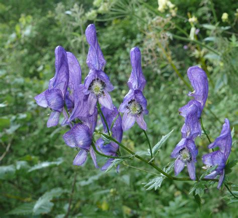 Aconitum - Wikiwand