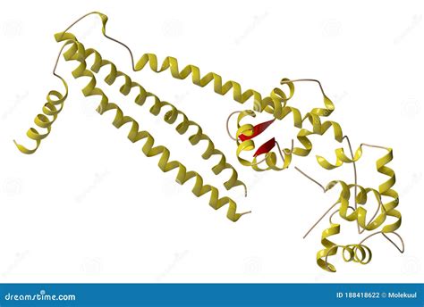 Troponin: Structure of the Human Cardiac Troponin Core Domain, 3D ...