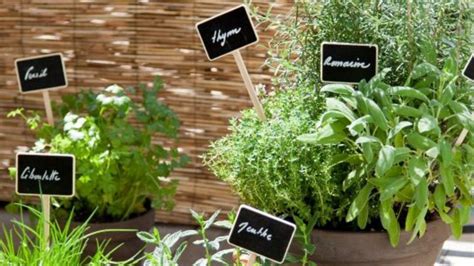 Comment planter des plantes aromatiques sur son balcon ? | Comment ...