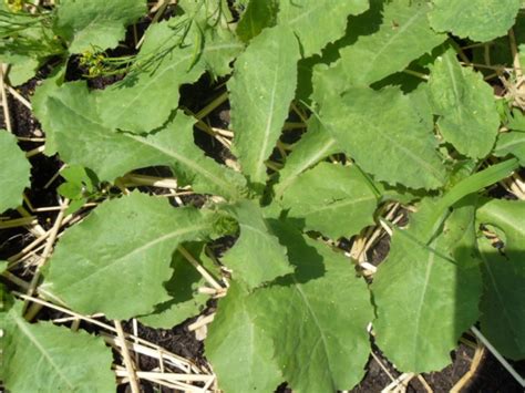 1000+ Lactuca VIROSA + SERRIOLA seeds WILD LETTUCE MIX!!