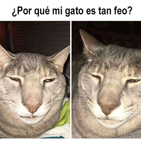 Gatito Triste Meme Dibujo - bucatarie romantica