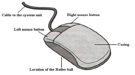 Label The Parts Of The Mouse