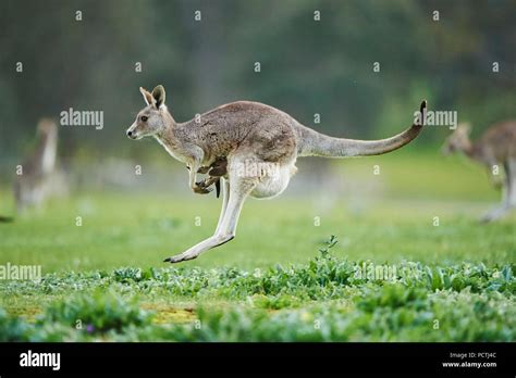 Kangaroo Running High Resolution Stock Photography and Images - Alamy