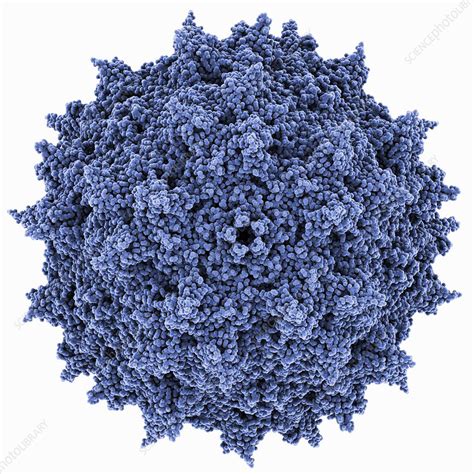 Adeno-associated virus capsid - Stock Image - C014/2838 - Science Photo Library