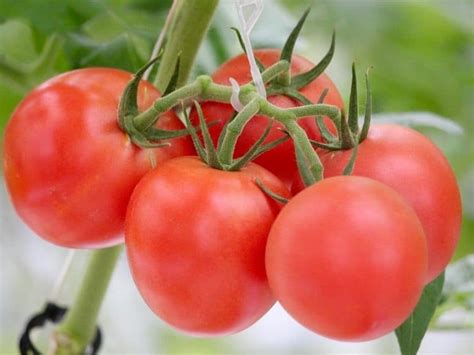 Growing Hydroponic Tomatoes