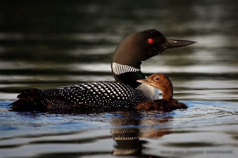 wildlife gallery – Three Lakes Development Association