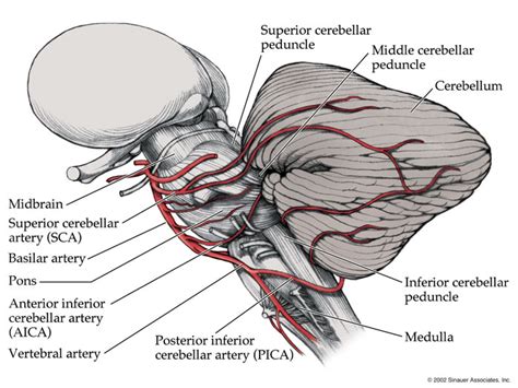 Posterior Inferior Cerebellar Artery Anatomy