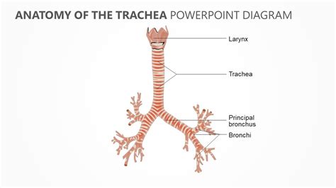 Anatomy of the Trachea PowerPoint Diagram | Trachea, Anatomy, Powerpoint