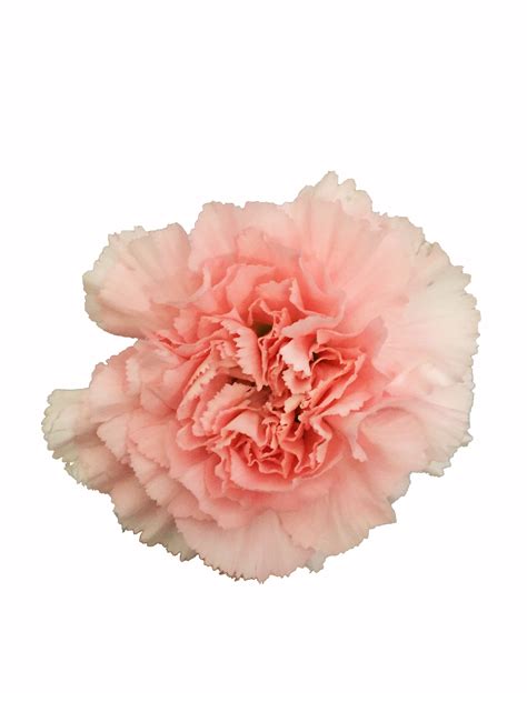 Pink Carnations in Bulk | Metropolitan Wholesale | Metropolitan Wholesale