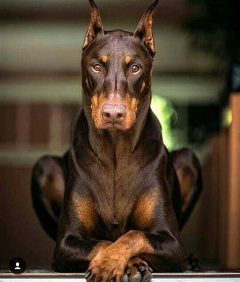 Warlock Doberman | Doberman pinscher dog, Doberman dogs, Dog breeds