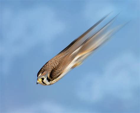 Speed of the Falcon Photograph by Judi Dressler | Pixels