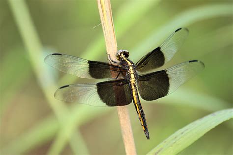 Female Widow Skimmer Dragonfly 2 Free Stock Photo - Public Domain Pictures