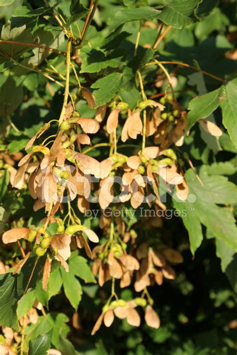 Image of Sycamore Tree Seeds / Helicopters / Samaras / Maple Key Stock ...