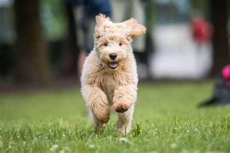 What Impacts The Labradoodle Growth Chart?