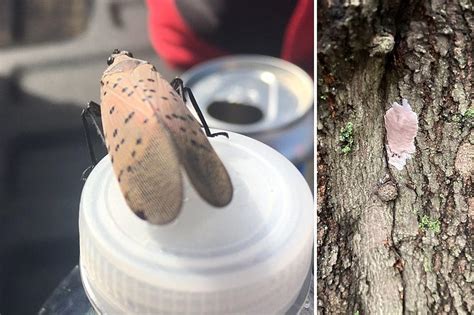 What spotted lanternfly eggs look like: Confused for fungus