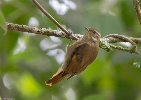 Xenops Pardusco/Plain Xenops/Xenops minutus – One Bird Per Day/Un Ave ...