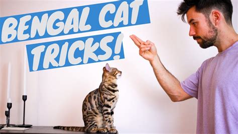 Bengal Cat Doing Tricks - Clicker Training - YouTube