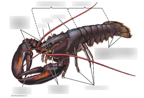 Phylum Arthropoda Anatomy Diagram | Quizlet