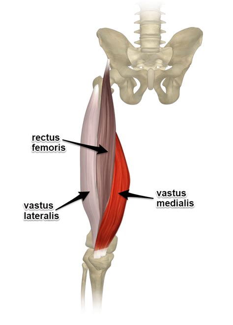 Want to know more about the quadriceps? | Massage therapy, Lower limb ...