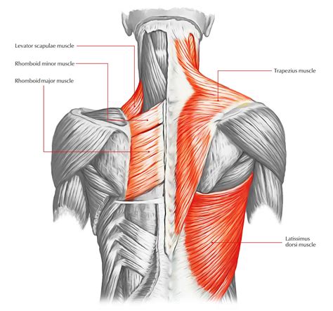 Rhomboid Major Muscle